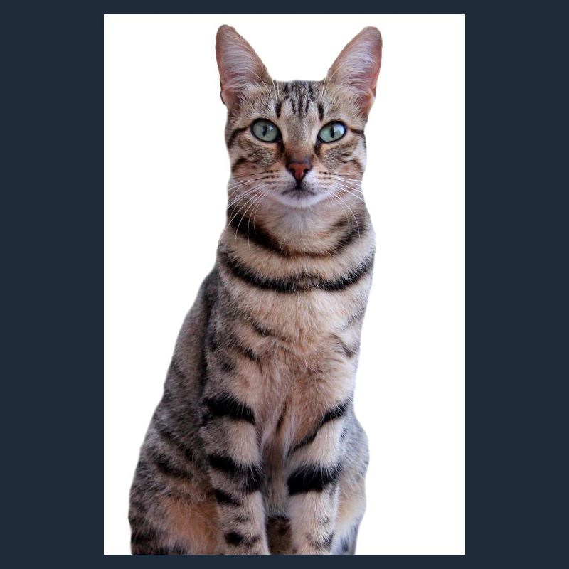 Chat Chaton
