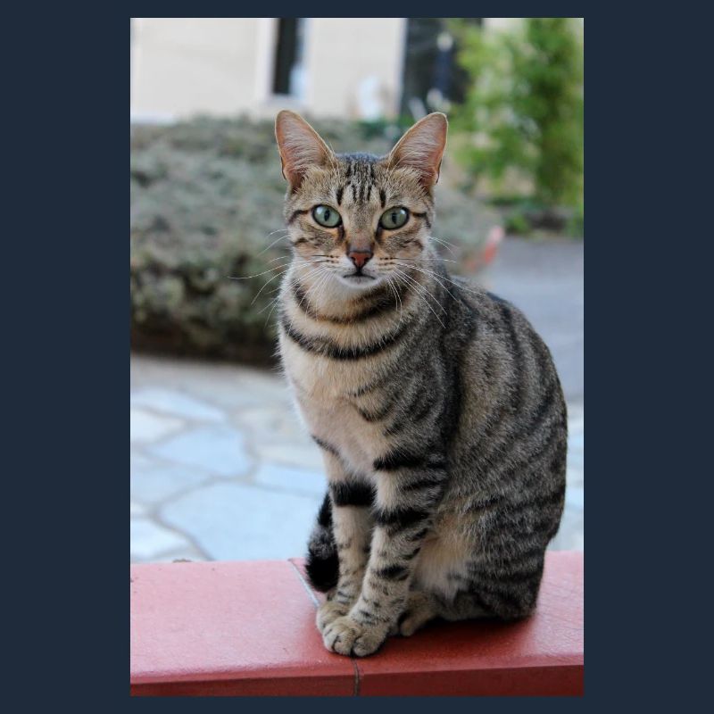 chat, chaton