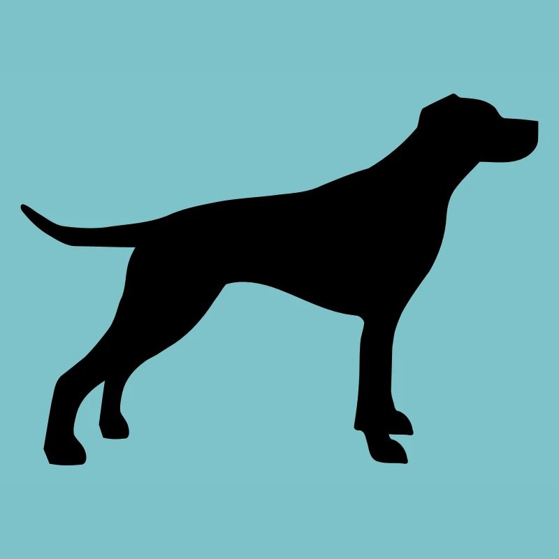 English Pointer