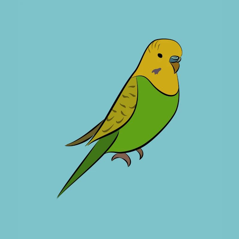Perruche - perruche jaune vert