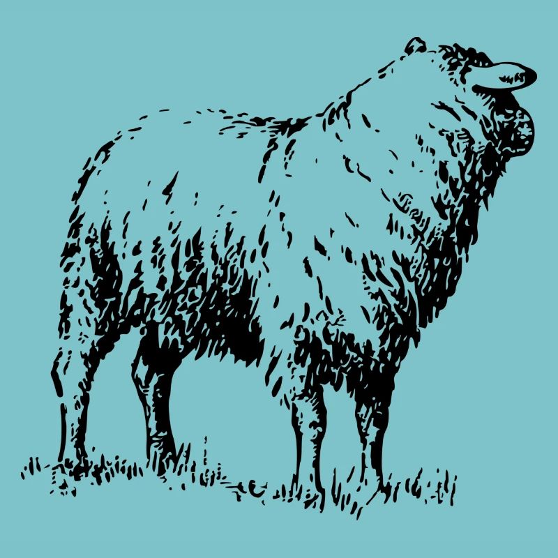 schaf