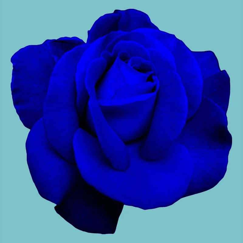 Blaue Rose