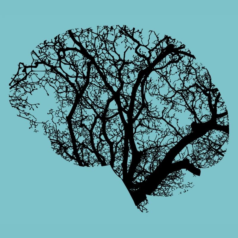 la conception du cerveau