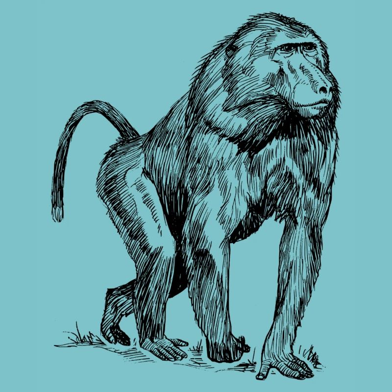 Monkey baboon