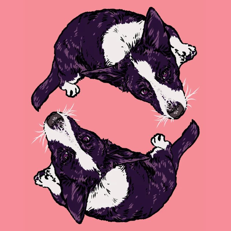 CORGIS