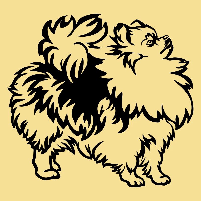 Spitz nain