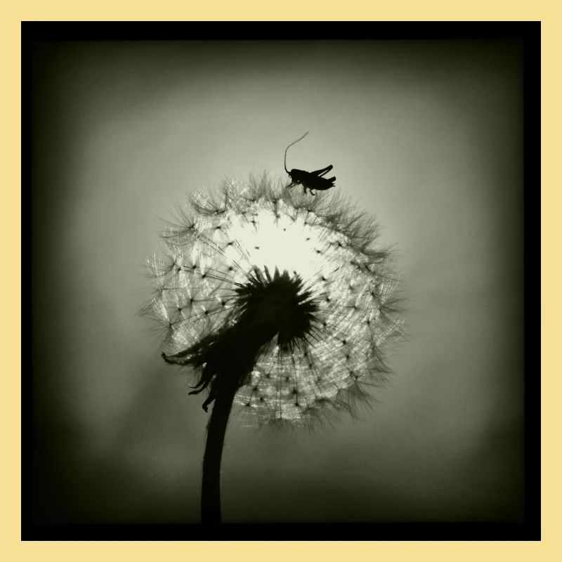 Tiny Planet