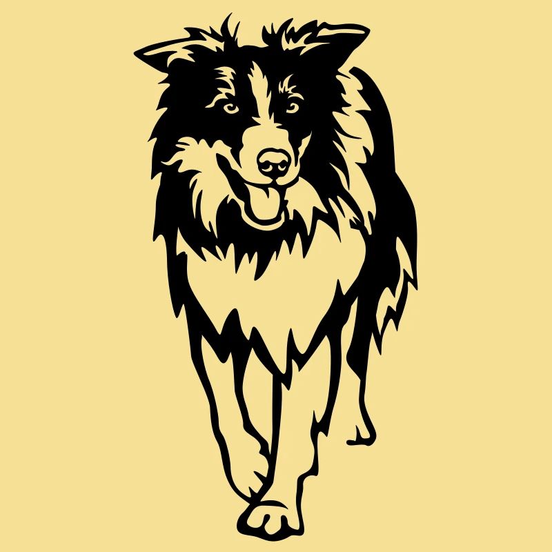 Border Collie