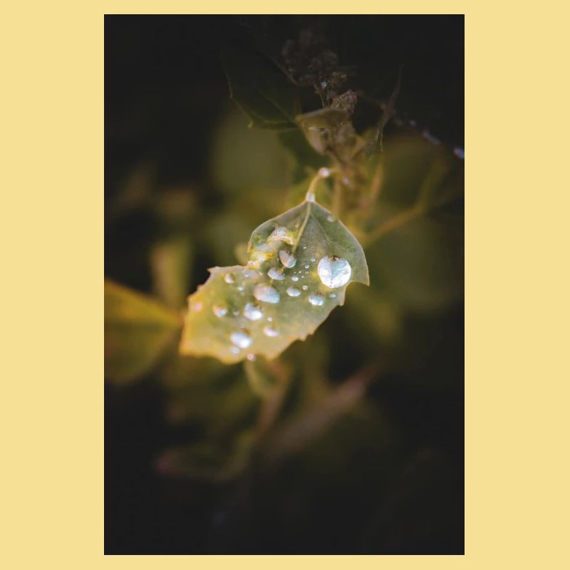Blatt-Wassertropfen
