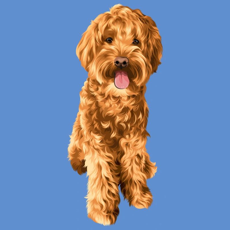 Goldendoodle Schnoodle