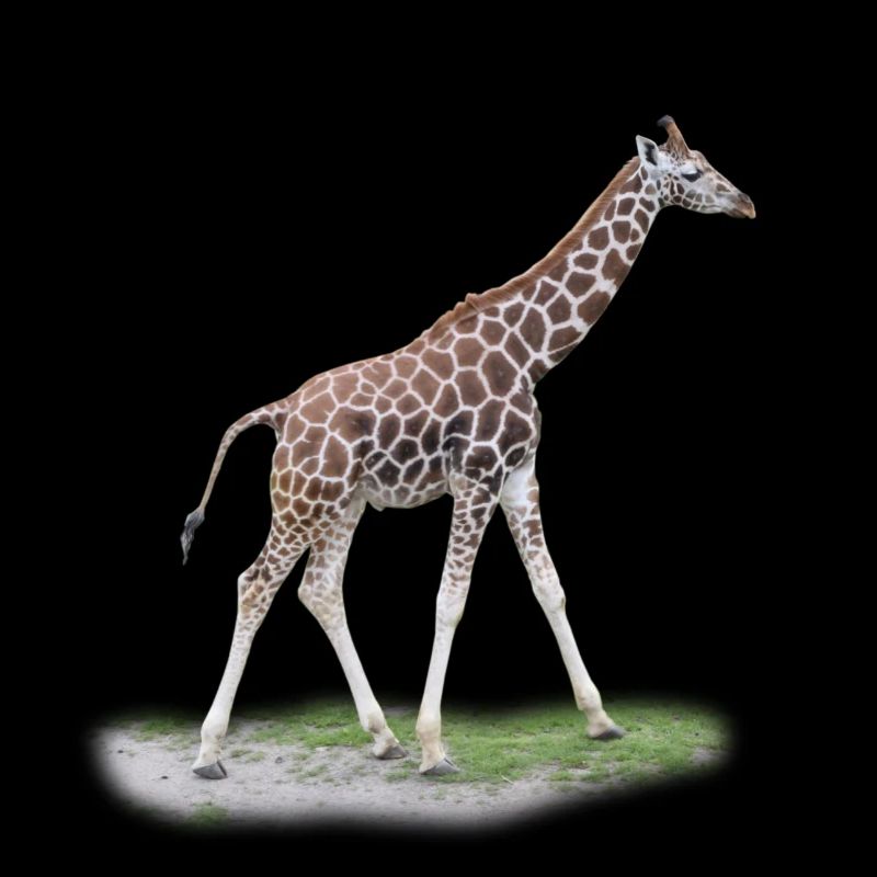 Junge Giraffe