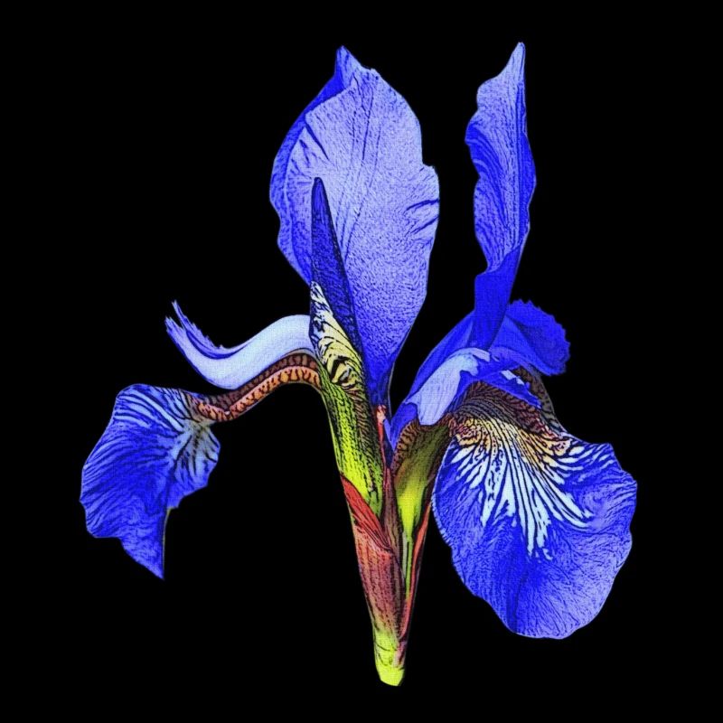 geburtstagsgeschenk mutter, schwertlilie