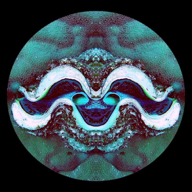 Nature Mandala Smiling Shell