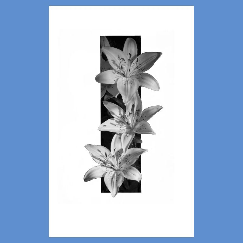 Lys noirs et blancs en rayures