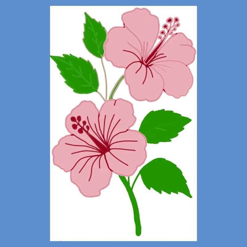 Hibiskus
