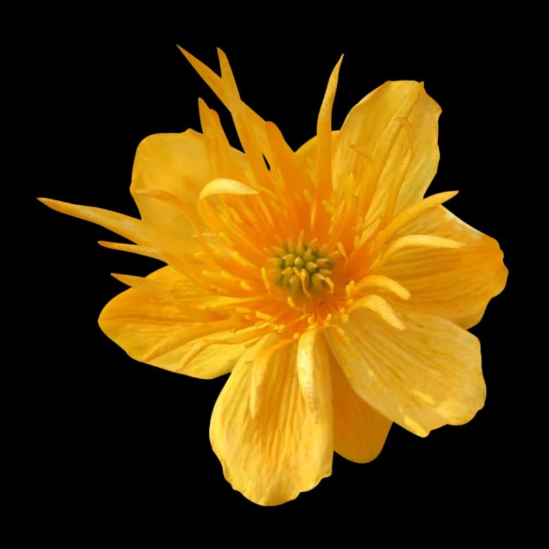Flower de