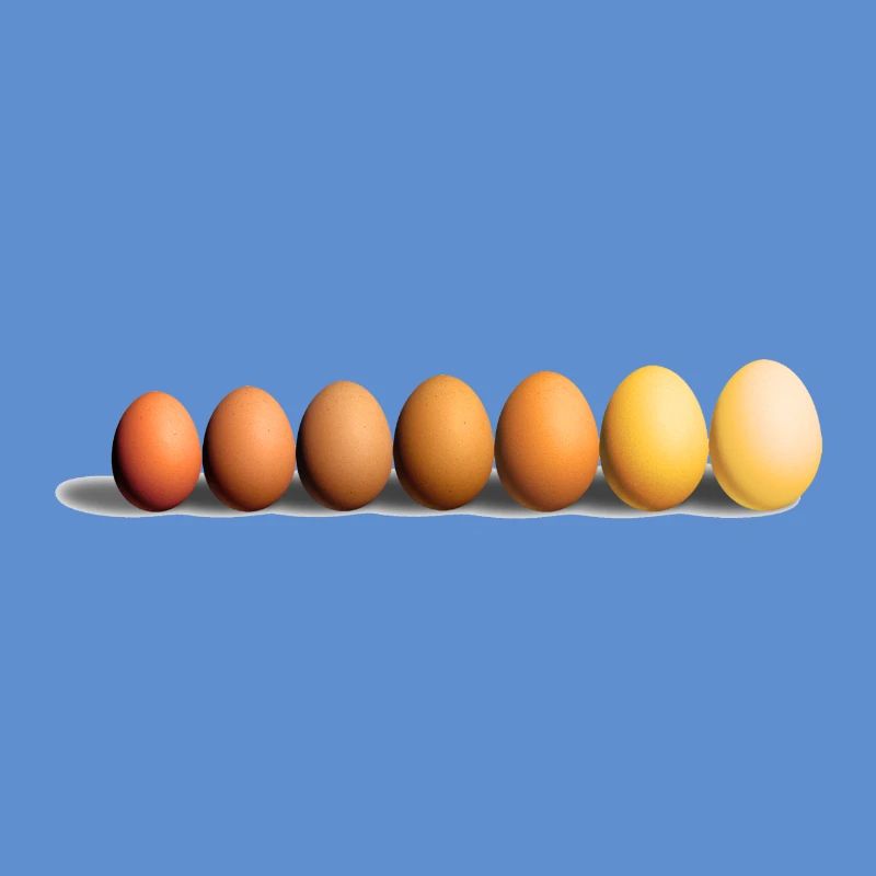 Eier