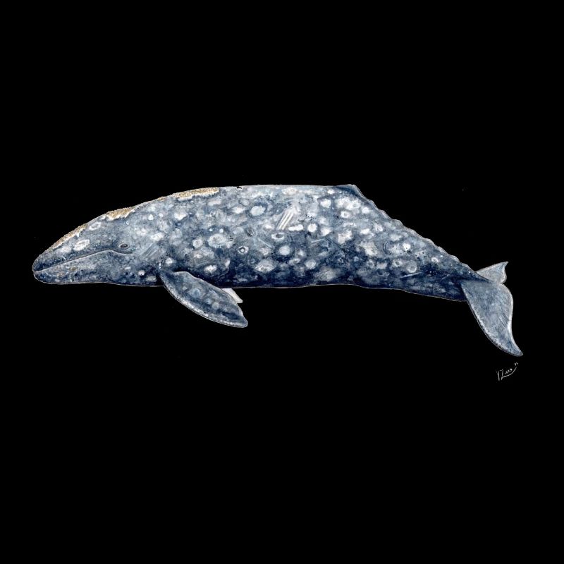Grauwal - Baleine grise - Grauwal