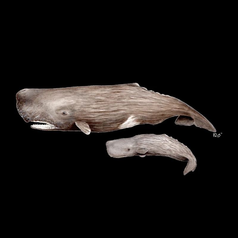 Cachalot - Pottwal - Pottwale