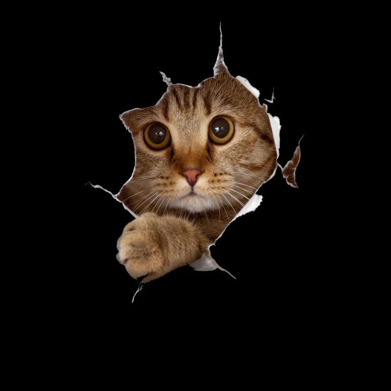 Süßes 3D Kätzchen Katze - Geschenk