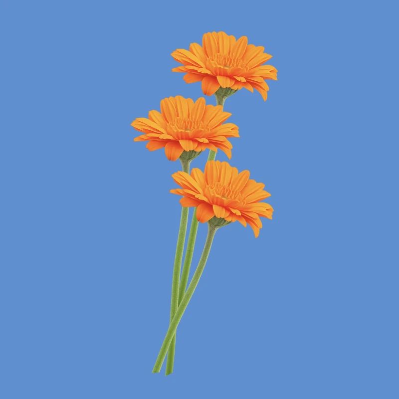 Orangene Gerbera Trio