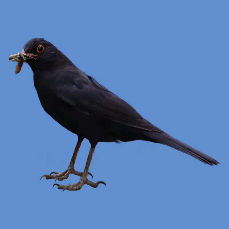 Amsel Vogel schwarzer Vogel