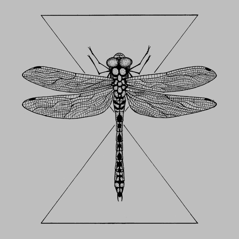 libellule