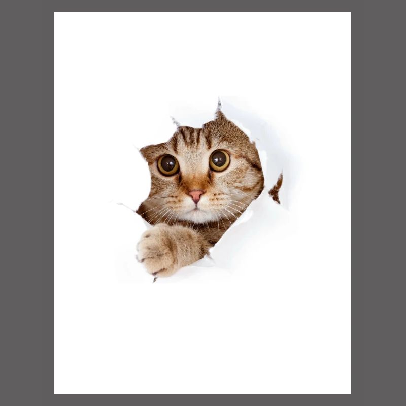 Chaton à coucou à travers une déchirure de papier