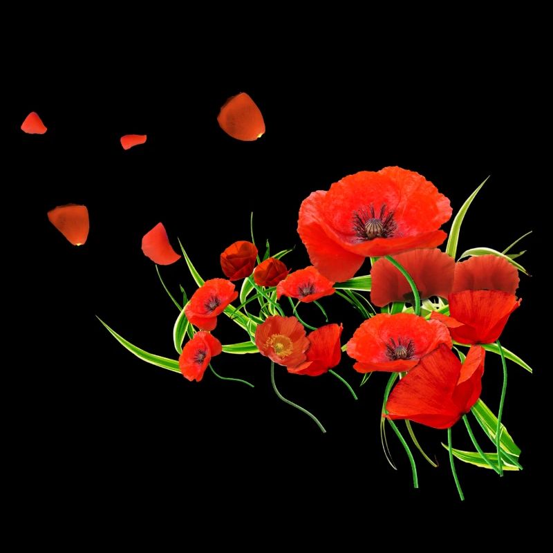 Coquelicots