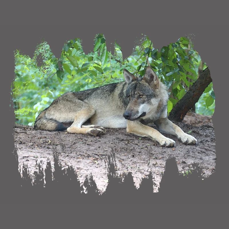 Grey Wolf