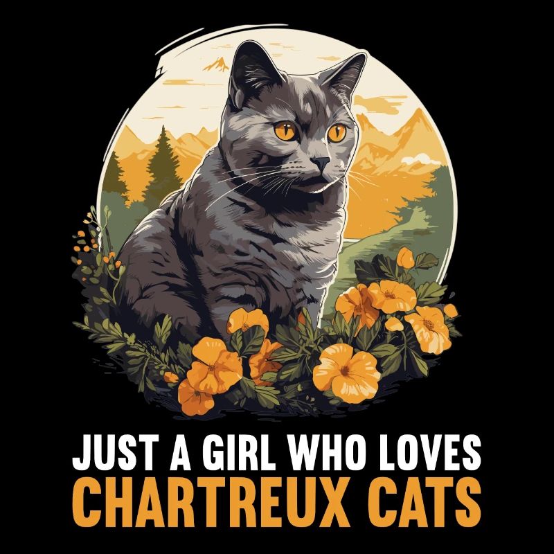 Chat Chartreux Chat Chartreux