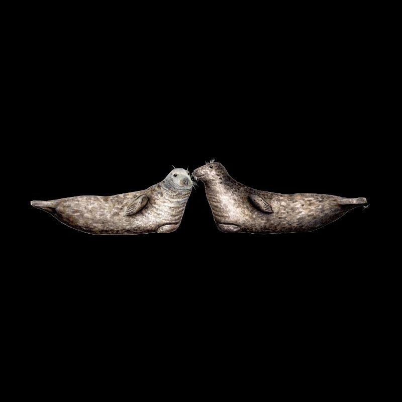 Phoque gris - Les phoques gris - gris Phoques