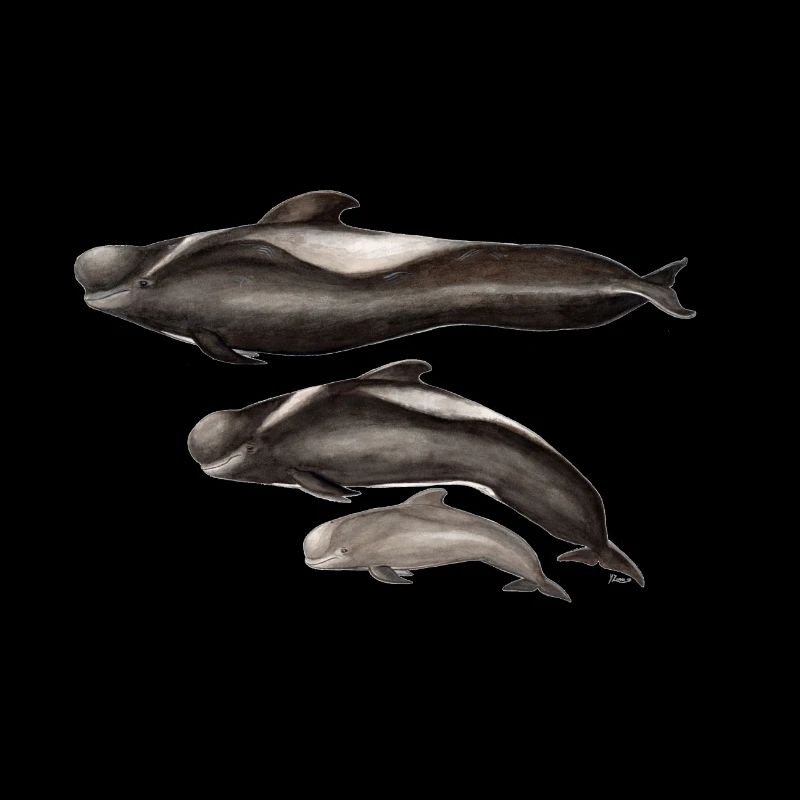 globicéphale - finned - globicéphale