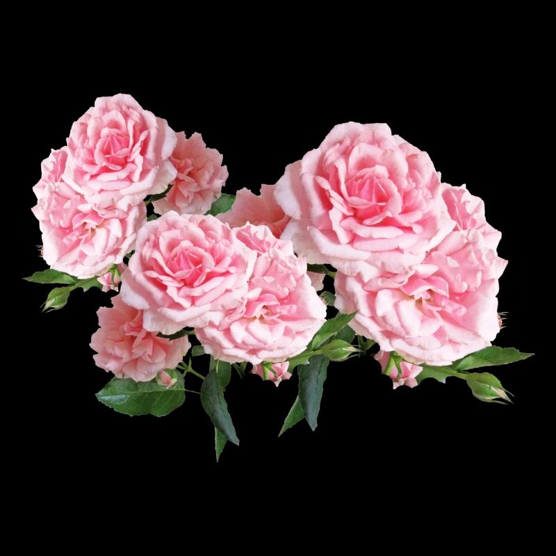 roses roses fleur fleurs jardin garden3