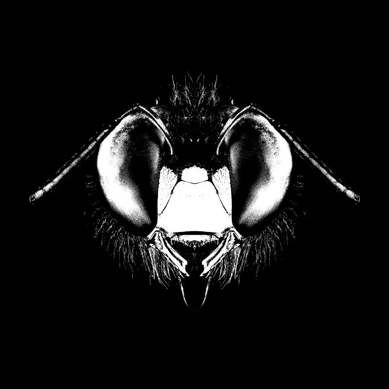 Kopf einer Holzbiene