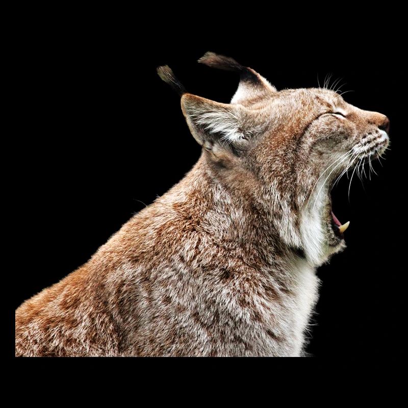 linx luchs cat katze
