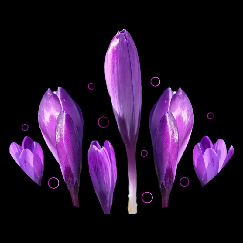 Crocus Printemps Printemps Début