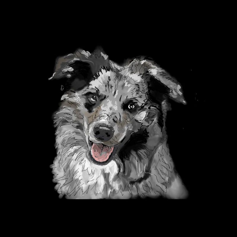 Australian Shepherd