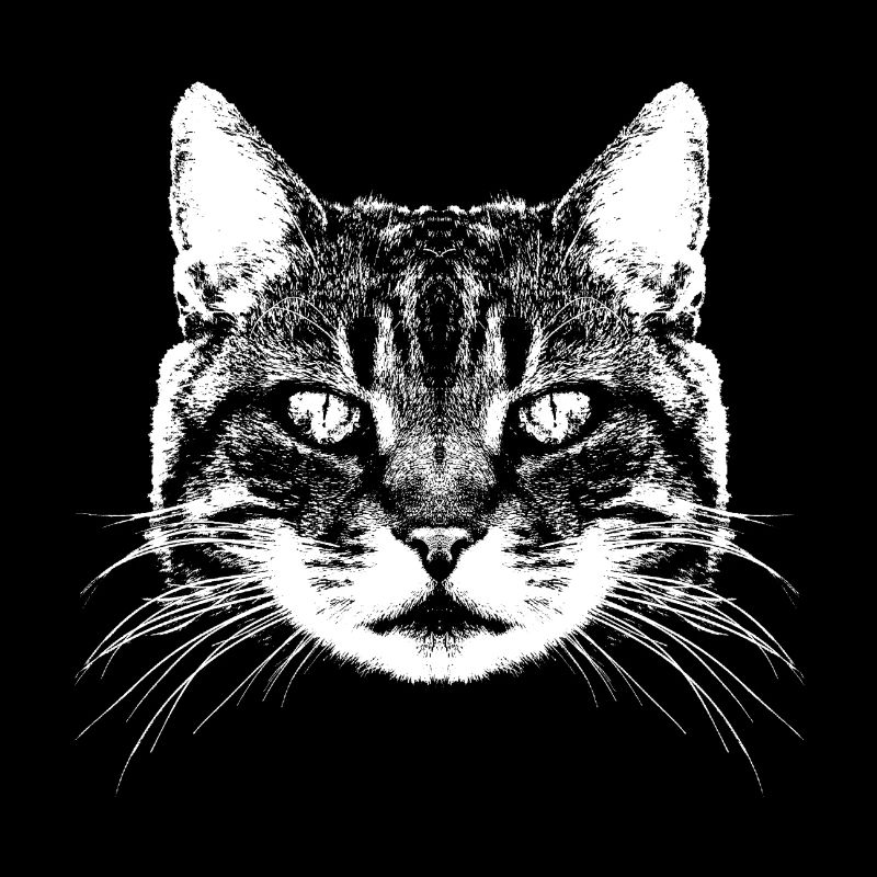 Katze / Cat / Main coon