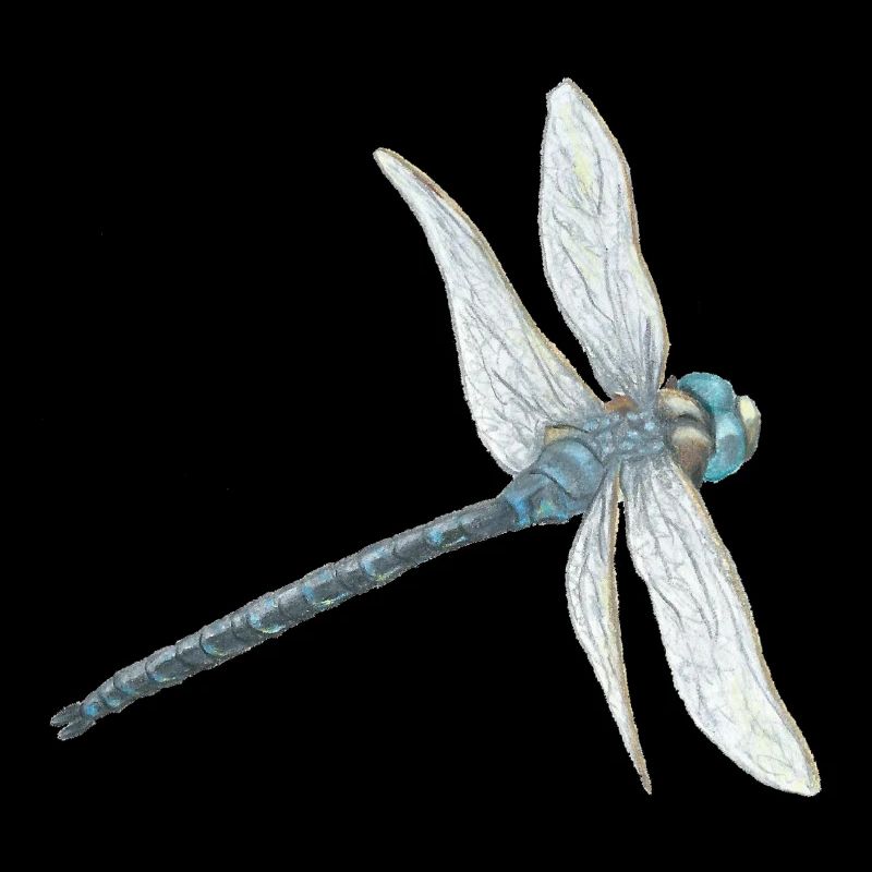 Teal Dragonfly Illustration