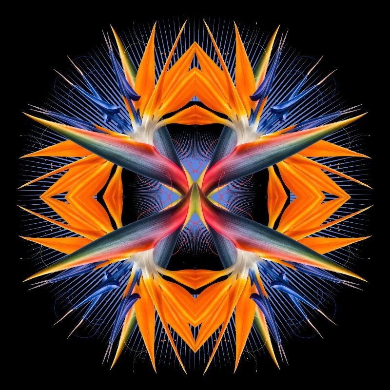 Mandala Oiseau de Paradis Fleur Abstrait Tropical Art