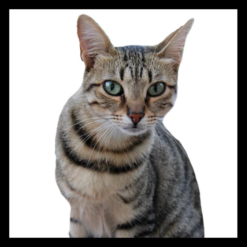 Chat chat chaton doux