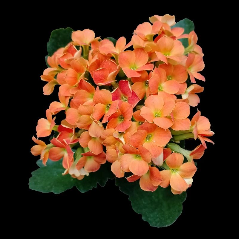 FLEURS PRINTANIÈRES (orange)