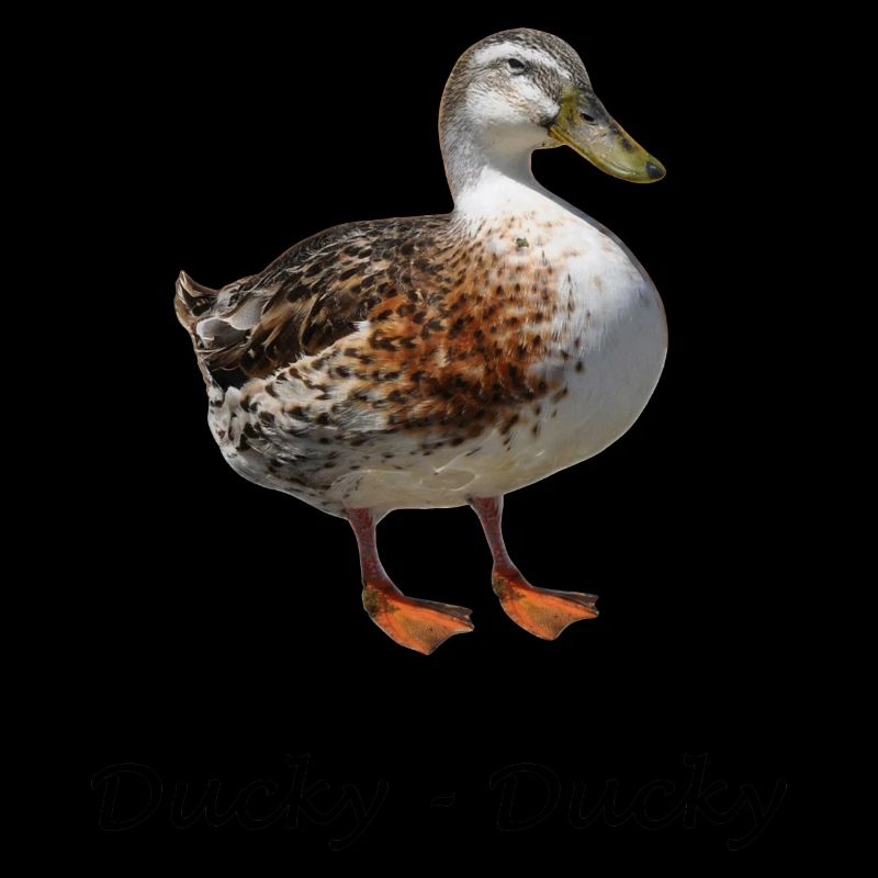 Ducky