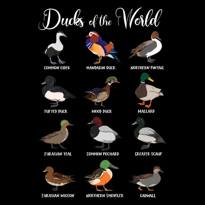 Différentes espèces de canards - Canards du monde