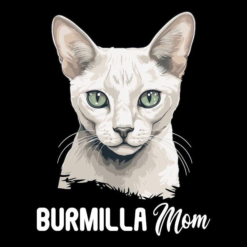 Burmilla Chaton Burmilla Chat