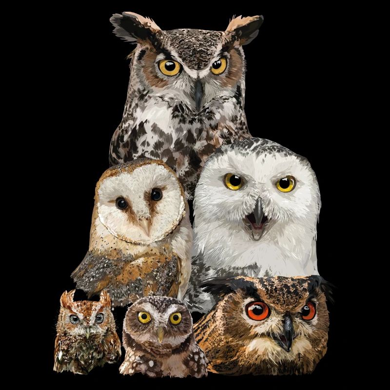 Owls