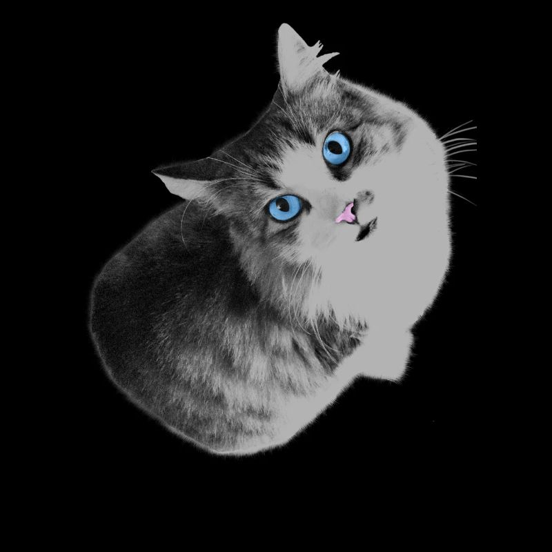 Maya the cat