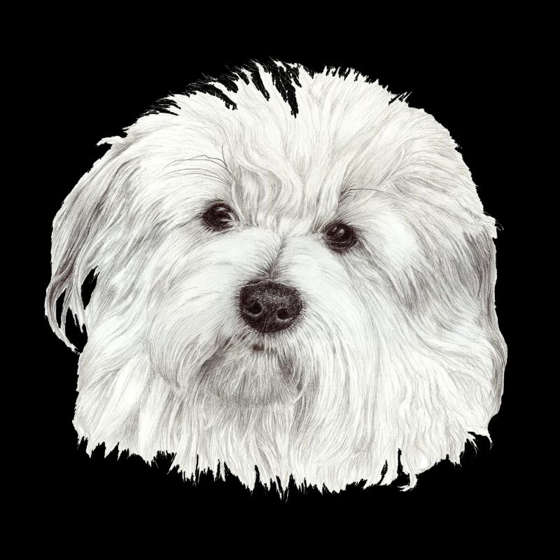 Coton-de-Tulear