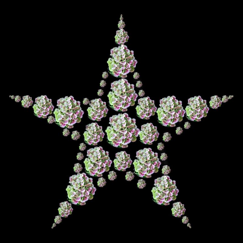 Star made of hydrangeas – elegance meets nature